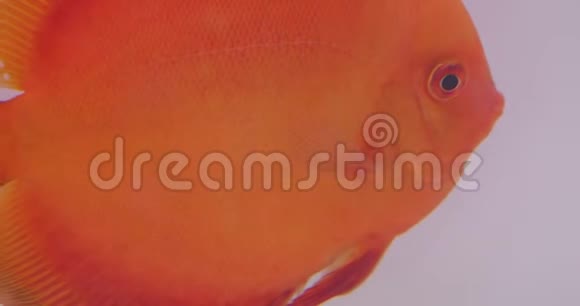 特写拍摄的扁平橙色鱼游泳和转身在水族馆平静视频的预览图