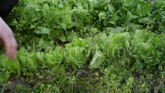 无转基因有机生长的菠菜在花园中被草和杂草包围视频的预览图