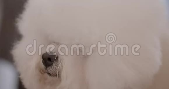 特写镜头可爱的毛茸茸的白色狮子狗转身在室内忙碌视频的预览图