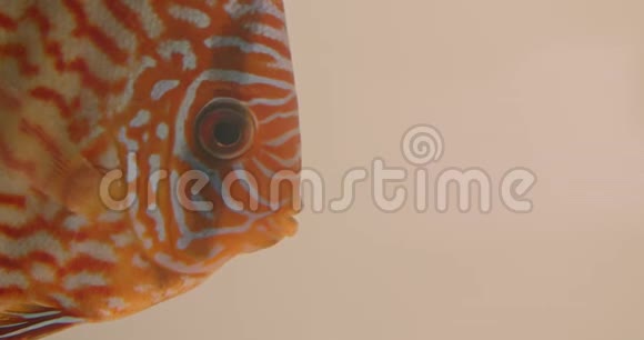 特写拍摄的扁平橙色条纹鱼在水族馆里平静地游泳张开嘴视频的预览图