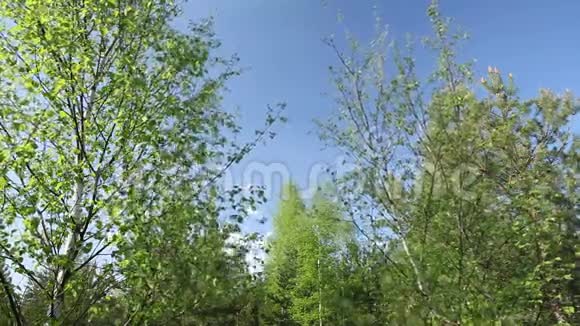 春天的桦树和蓝天视频的预览图
