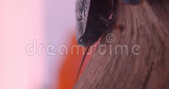 两只黑甲虫在树皮上行走并在水族馆中移动它们的胡须视频的预览图