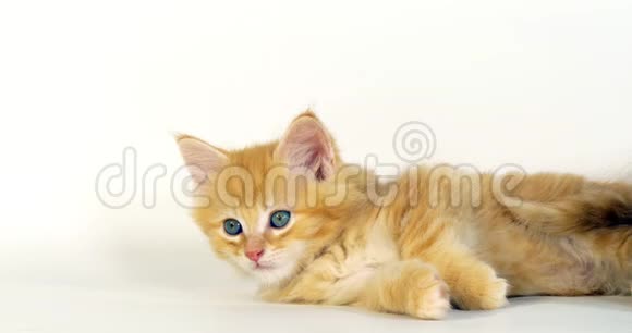 蓝斑斑奶油斑家猫白底小猫法国诺曼底视频的预览图