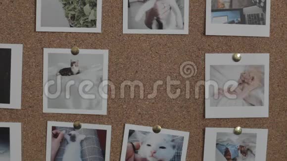 手把照片和猫放在软木板和猫的照片视频的预览图