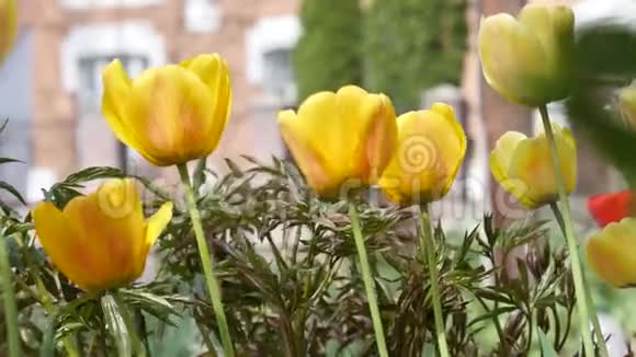 黄色郁金香模糊的背景视频的预览图