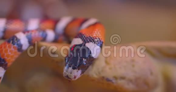 近距离拍摄的橙色条纹蛇爬行在石头在水族馆显示舌头视频的预览图