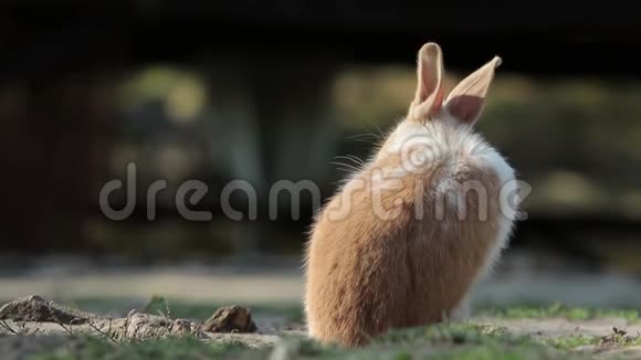 兔子逃跑了视频的预览图