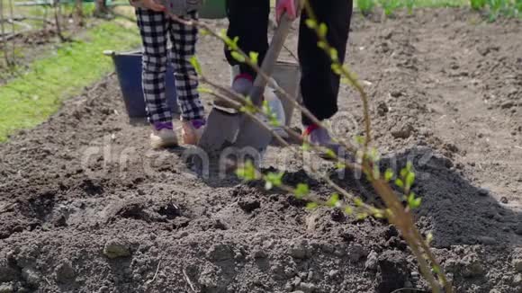 农村家庭在花园里种植土豆视频的预览图