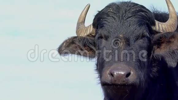 公牛肖像视频的预览图