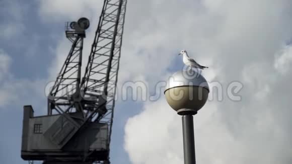 海鸥站在黑色施工吊车前的路灯上行动路灯上美丽的白鸟视频的预览图