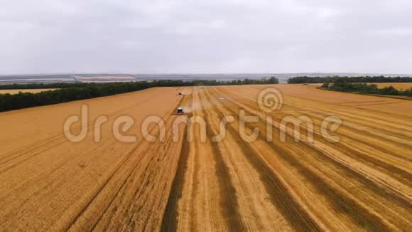 鸟瞰4k分辨率几台现代联合收割机收集成熟的小麦留下一团灰尘在小麦上视频的预览图