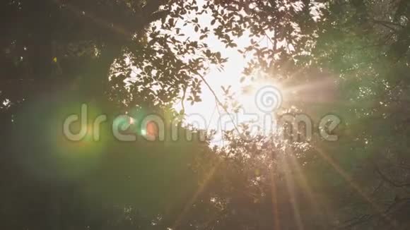 一缕阳光穿过城市公园里的树木视频的预览图