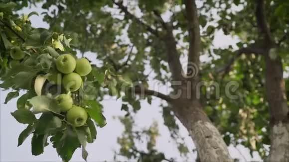 成熟的青黄苹果在树枝上生长绿苹果长在树上视频的预览图