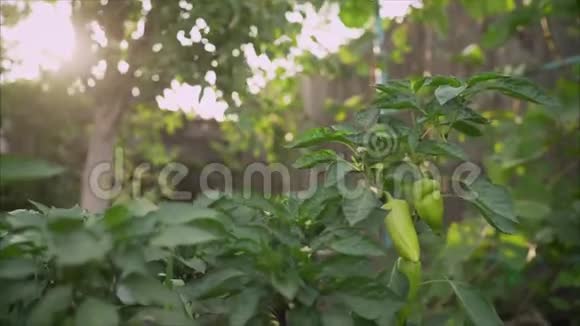 蔬菜绿色花园中的青椒花园里长着青椒视频的预览图