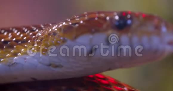 近距离拍摄的黄色斑点蛇在水族馆里爬行露出舌头视频的预览图