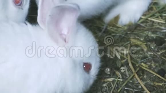 小白兔在吃东西视频的预览图