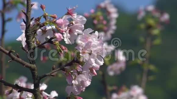 慢动作精彩开花樱花枝美丽的樱花盛开视频的预览图