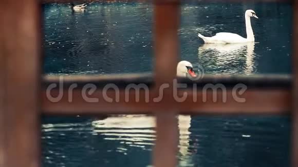 天鹅和鸭子通过木窗视频的预览图