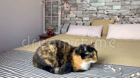 美丽的深色家猫躺在床上床上有一条条纹格子背景上有节日装饰和花环灯视频的预览图