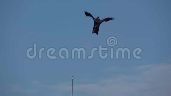 海风背景下的黑色装饰布鸟玩具鸟视频的预览图