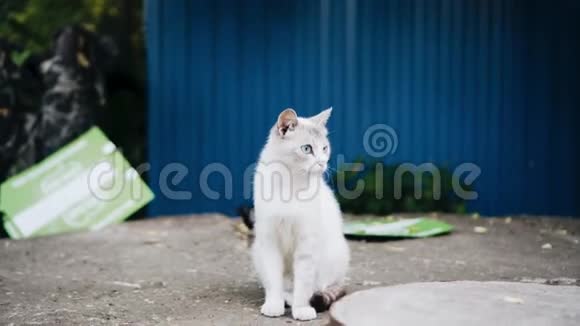 两只白色和黑色的无家可归的猫美丽的动物视频的预览图
