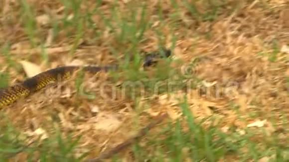 剥光的格瓦拉蛇在草丛中滑行视频的预览图
