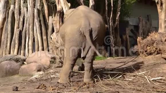 亚洲大象摇摆不定亚洲大象从背后摆动濒危动物物种从印度动物园动物行为视频的预览图