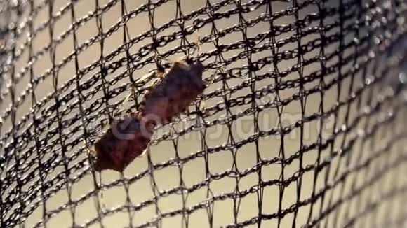 斑驳盾牌虫交配宏观特写臭虫配对仪式昆虫繁殖视频的预览图