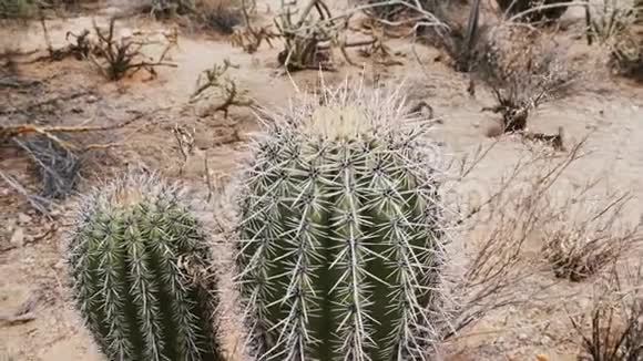 特写镜头围绕着两个小鱼钩桶仙人掌植物一起生长在干燥的亚利桑那沙漠景观视频的预览图