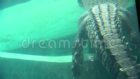 漂浮在水箱里的大型咸水鳄鱼视频的预览图