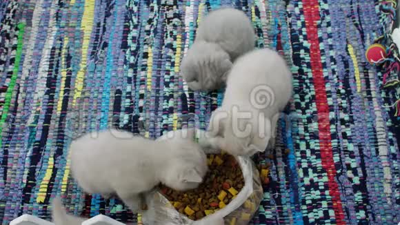 小猫在传统地毯上吃宠物食品视频的预览图