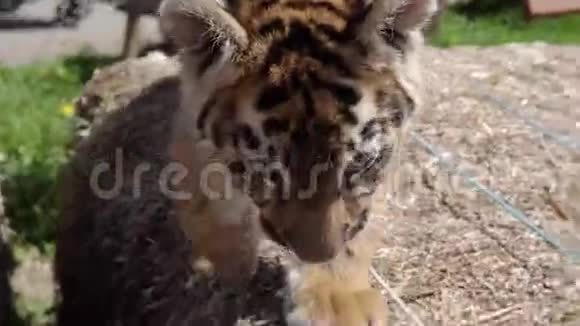 关闭动物园里老虎宝宝玩走跳吼的视频美丽而危险的动物视频的预览图