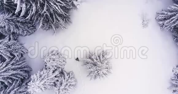 滑雪板手拿滑雪板在树间行走鸟瞰图在雪林里散步森林里的滑雪板曼希克视频的预览图