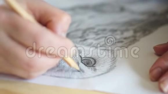 铅笔对猫头鹰画眉视频的预览图