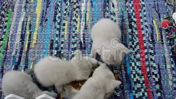 小猫在传统地毯上吃宠物食品视频的预览图