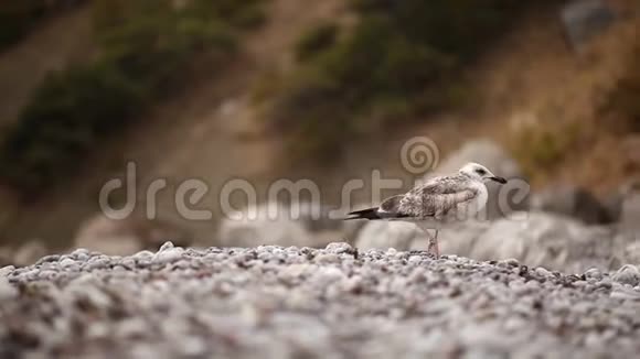 孤独的海鸥漫步在石滩上的树木和灌木丛中视频的预览图