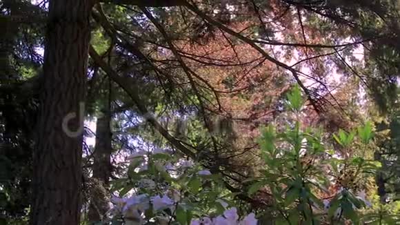 穿过松树到五颜六色的树枝视频的预览图