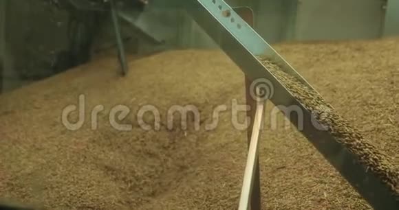 收割者卸下小麦在田间拖拉机拖车槽中超载粮食收割机特写镜头慢慢视频的预览图