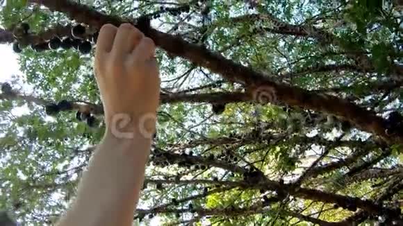 一个女人从树上摘jabuticaba的手视频的预览图