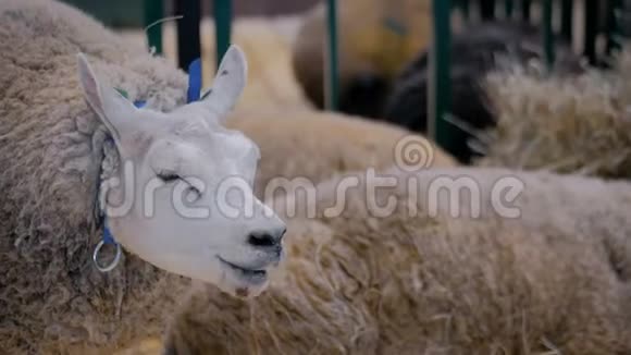在动物展览会贸易展览会上吃干草的羊关门视频的预览图