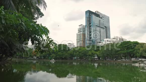市中心摩天大楼背景下的城市公园里的一个大湖棕榈树的绿色枝条低垂到视频的预览图