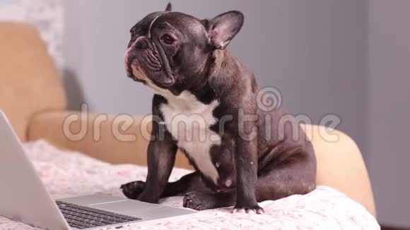 工作狗可爱的狗在用一台银色笔记本电脑犬种法国斗牛犬视频的预览图