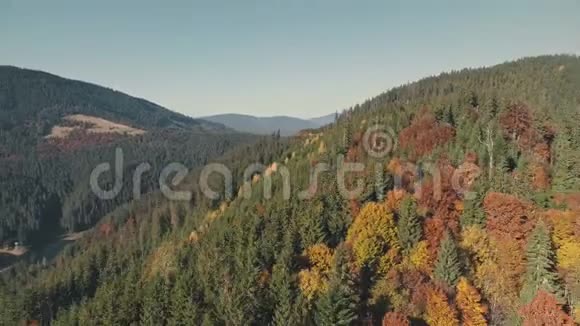 蓝色天空下不同颜色的茂密森林视频的预览图