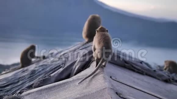 热带岛屿上火山上的野生猴子视频的预览图