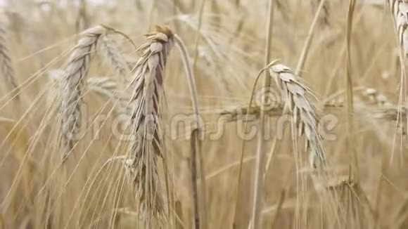 大麦穗状花序或麦田视频的预览图