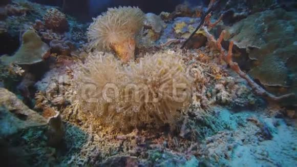 珊瑚礁上的性腺珊瑚群视频的预览图