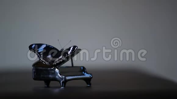 黑色微型钢琴蝶虫高清镜头视频的预览图