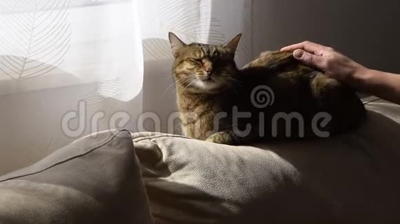 女人手轻轻抚摸沙发上的猫视频的预览图