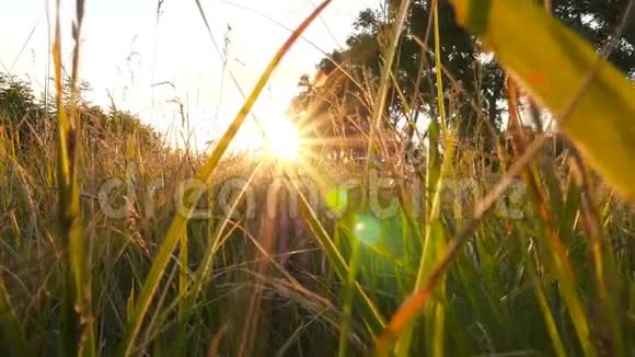 明亮的阳光有草有树的田野美丽的自然动态摄像机视频的预览图