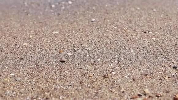 沙滩上海浪轻柔阳光明媚特写拍摄选择性聚焦视频的预览图